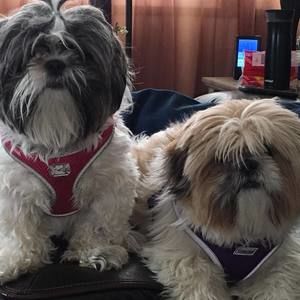 Meet your Posher, Jodi